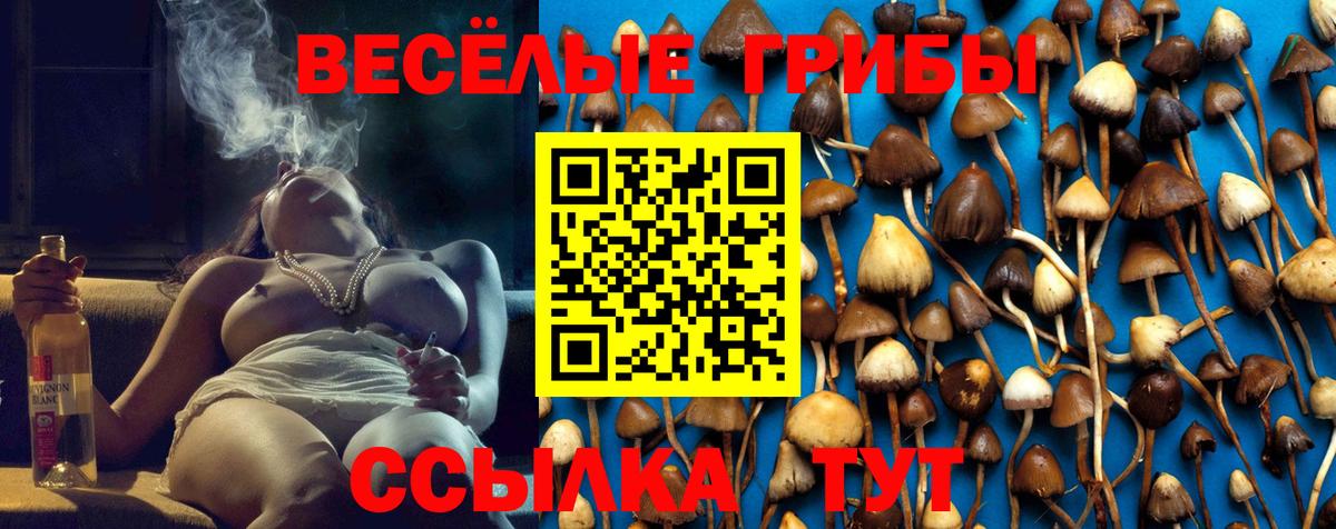 Псилоцибиновые грибы прущие грибы  Галлюциногенные грибы Psilocybe  Звенигород 